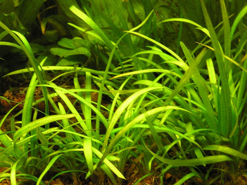 Sagittaria subulata B