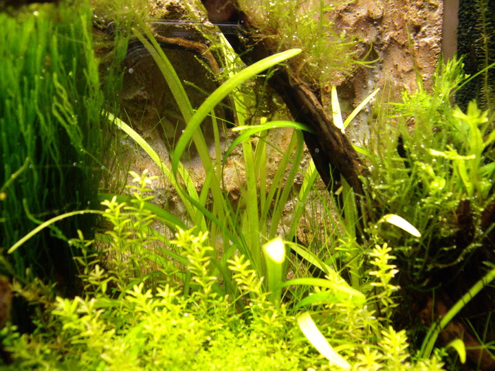 Sagittaria Subulata