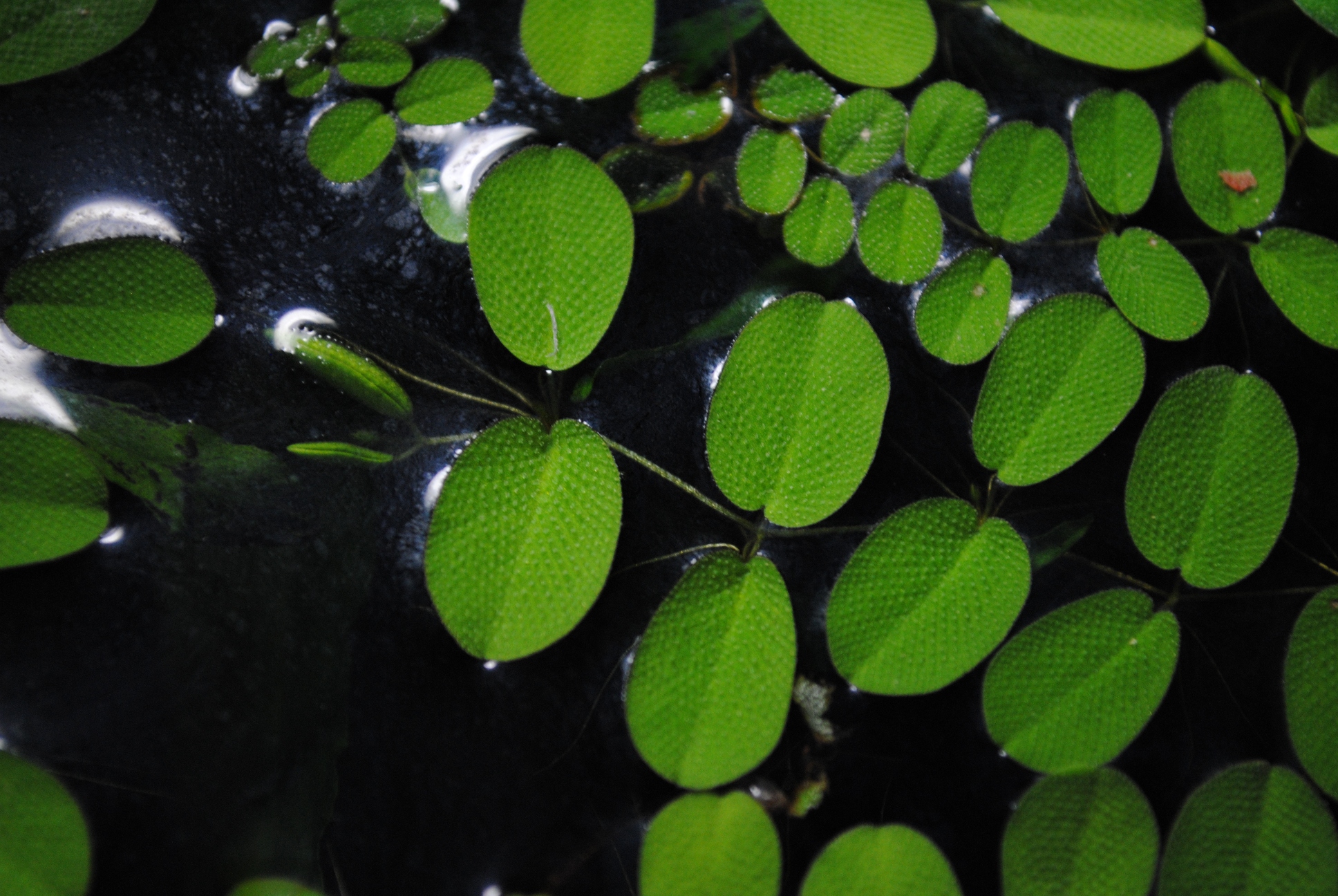 Salvinia natans