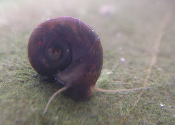 Schnecke 200308