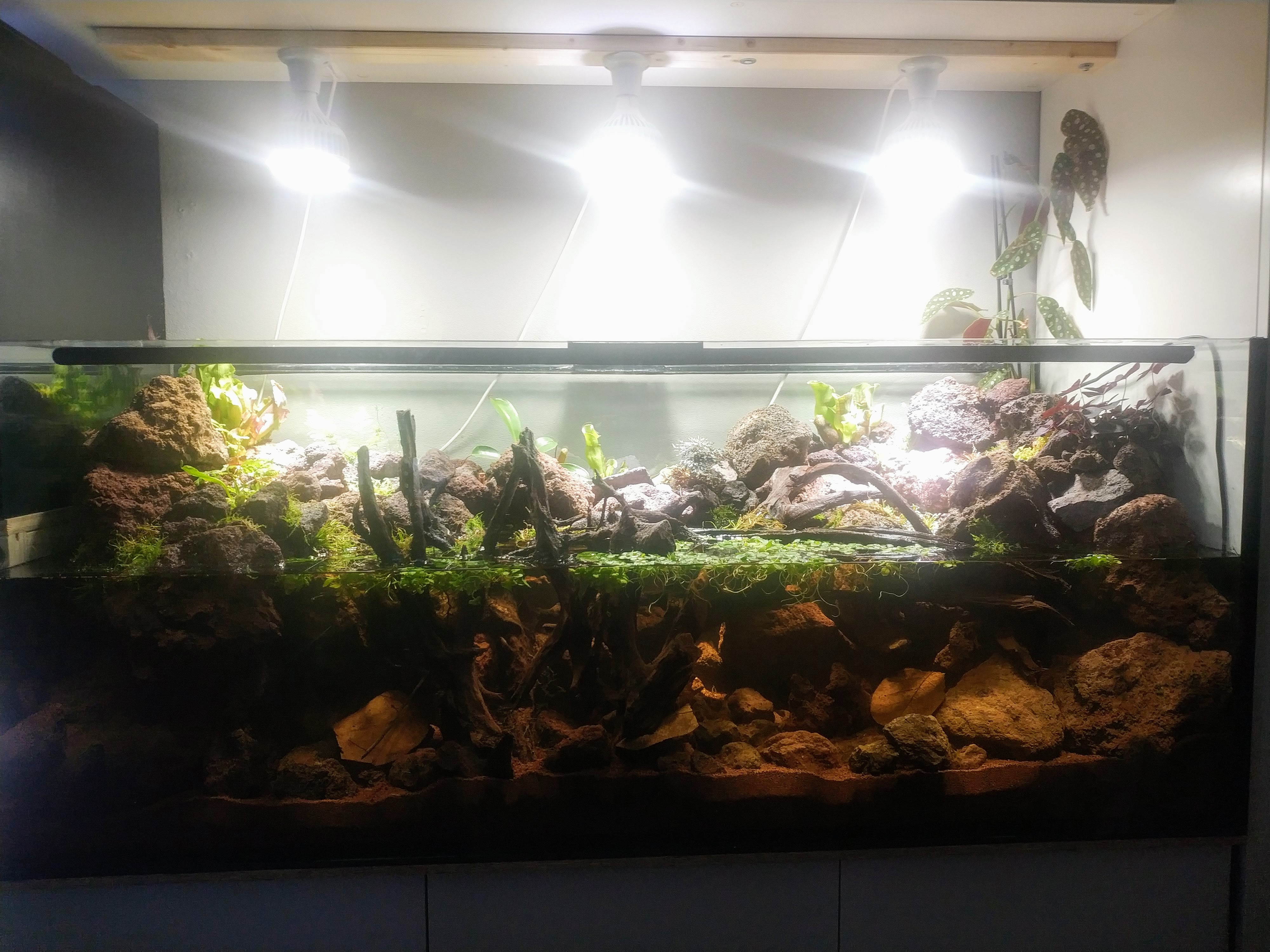 Schwarzwasserpaludarium