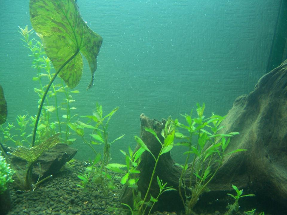 Sorgenkind Proserpinaca Palustris (bekommt Emers Wunderschön Rote Blätter)