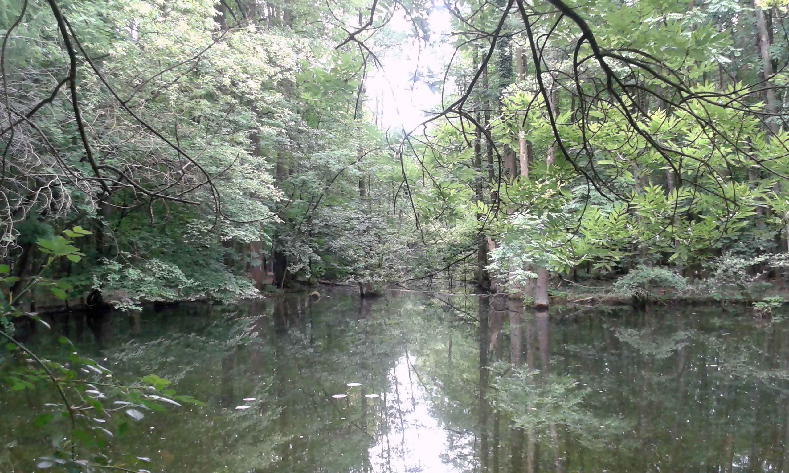 Spandauer Kuhlake (Stadtforst Berlin Spandau)