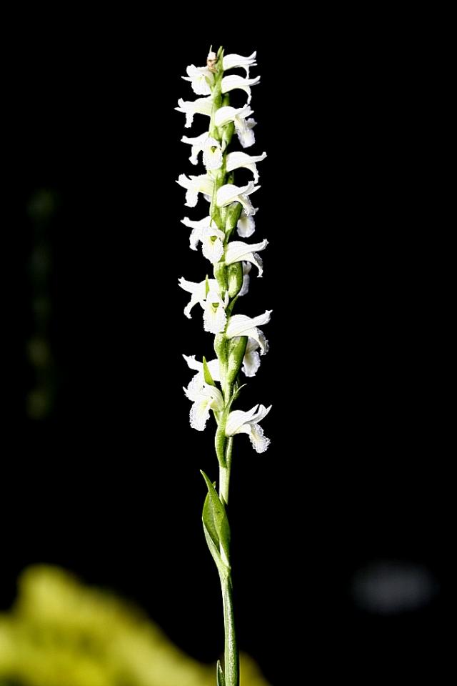 Spiranthes Odorata