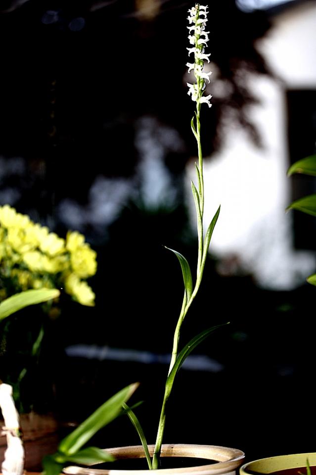 Spiranthes Odorata2