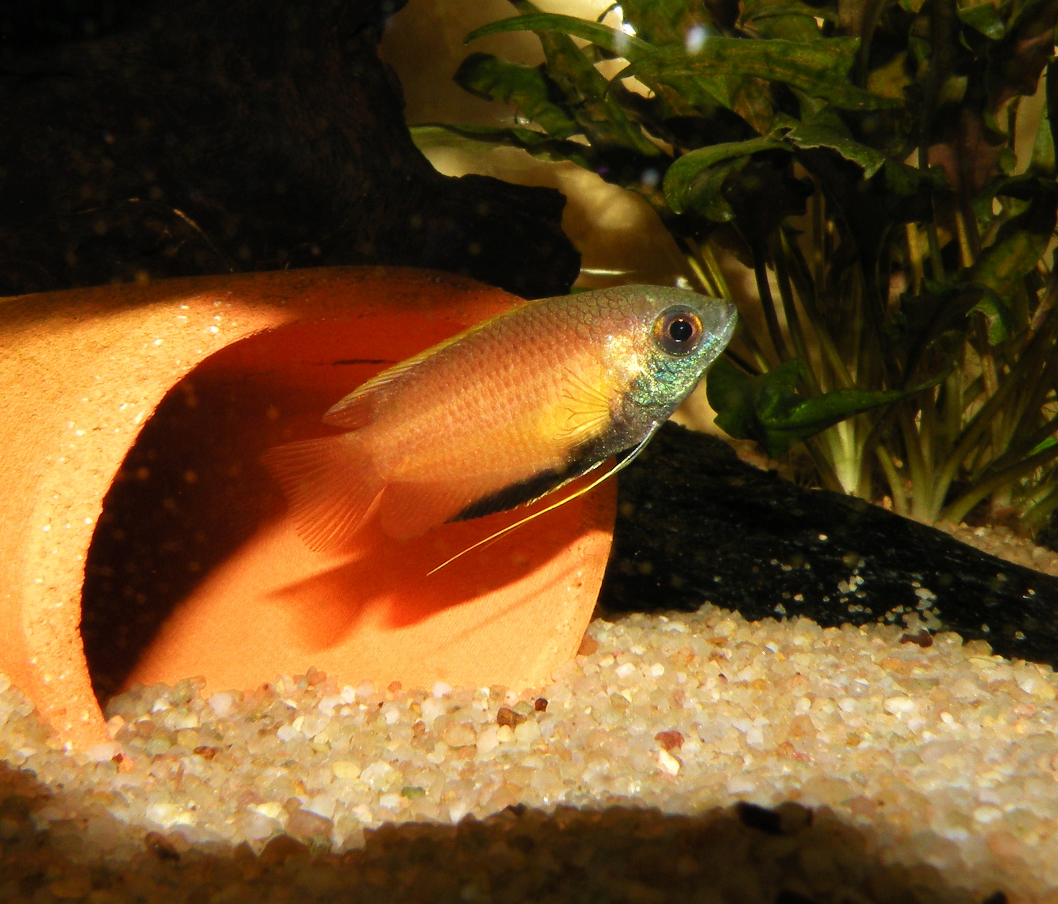 Sturisoma aureum