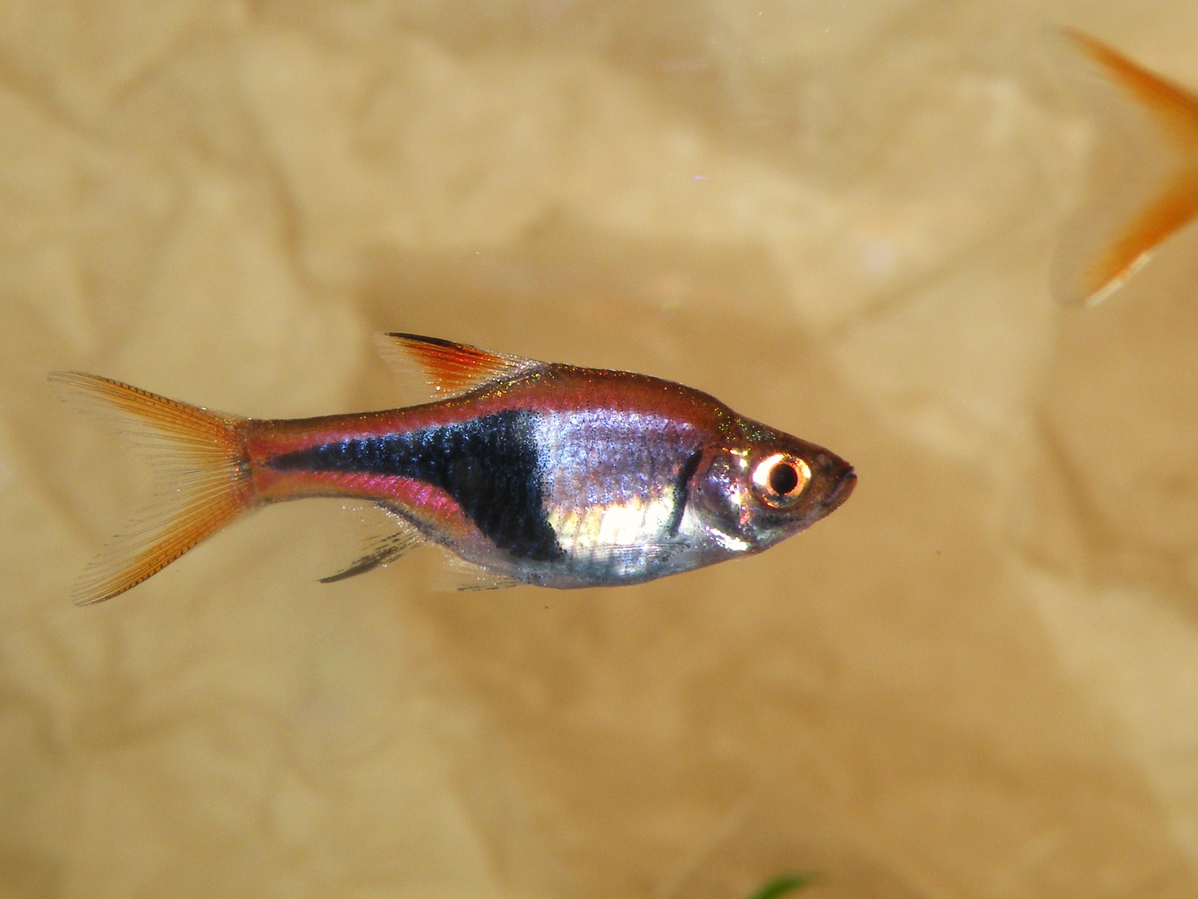 Sturisoma aureum