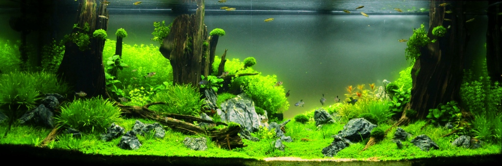 Sunken Forest 1