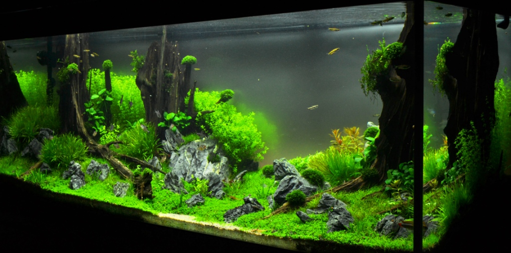 Sunken Forest 2