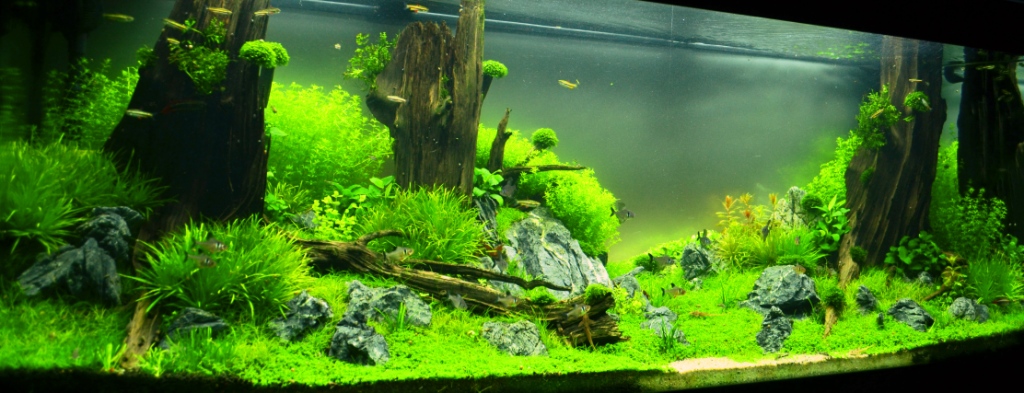 Sunken Forest 3