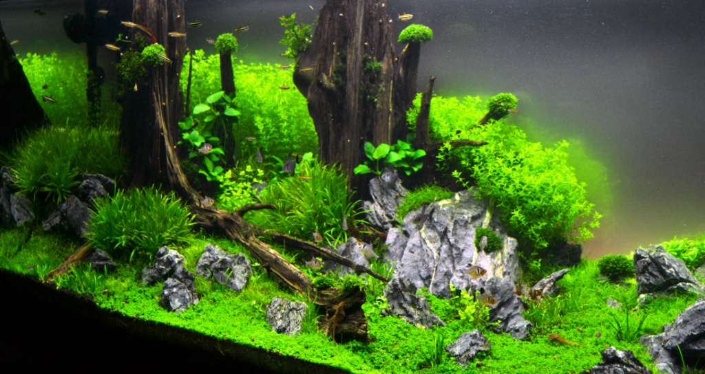 Sunken Forest 4