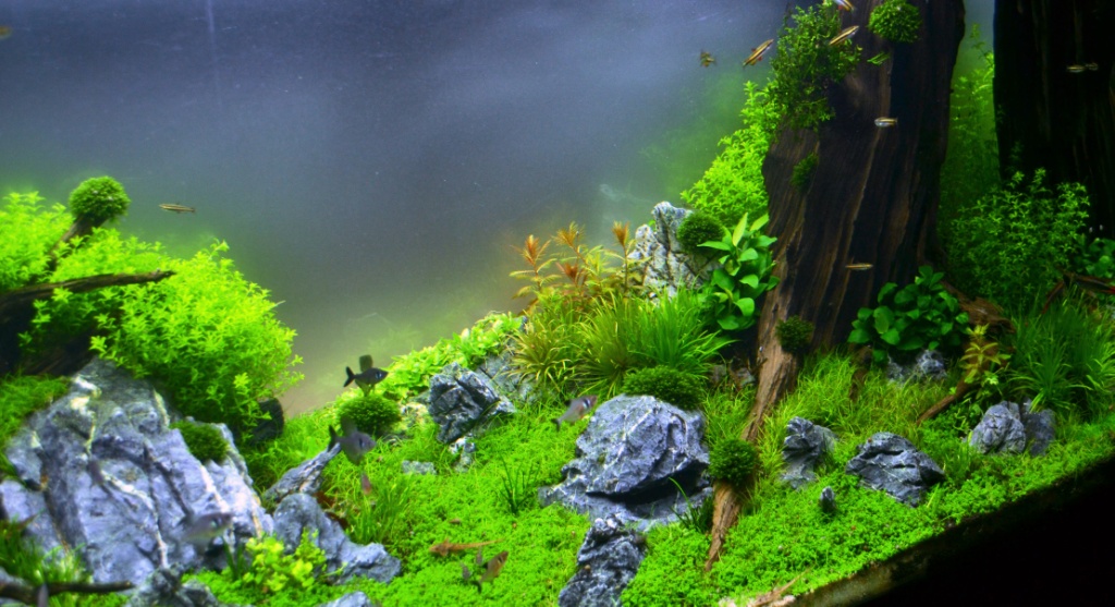 Sunken Forest 5