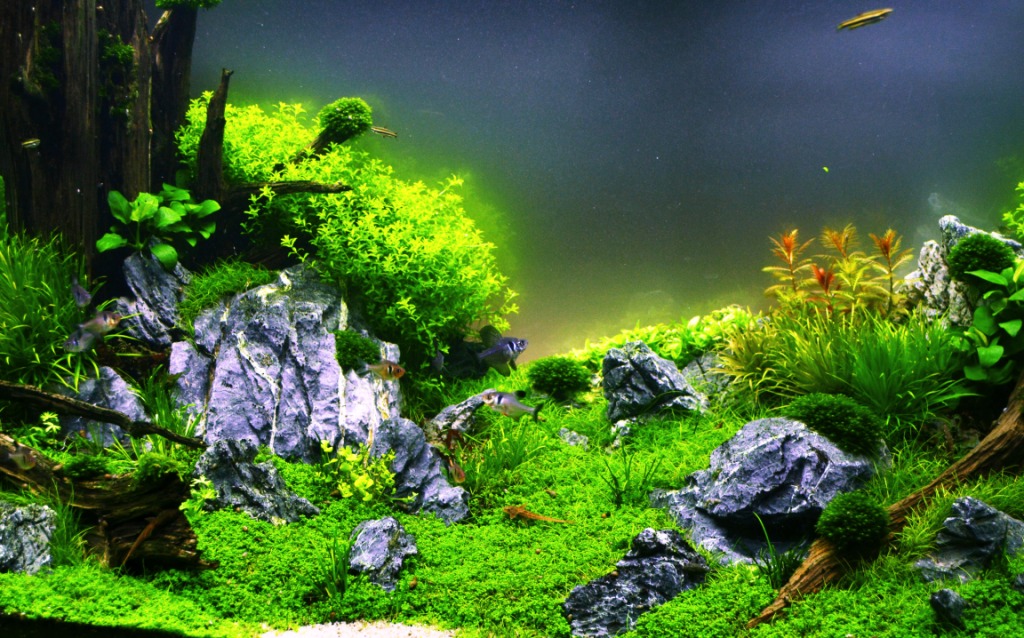 Sunken Forest 6