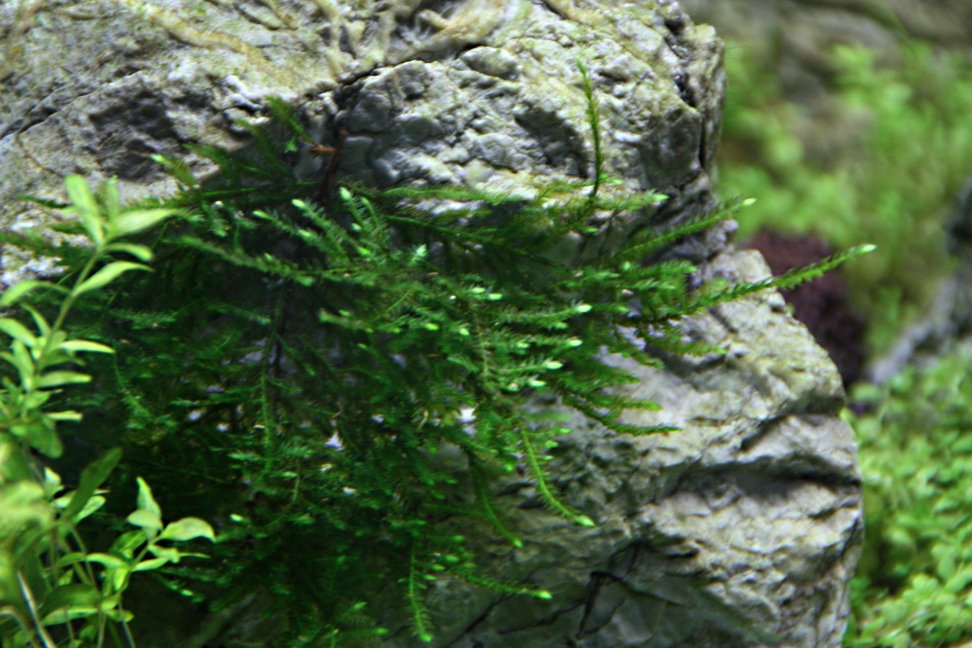 Taxiphyllum alternans Taiwan Moss 03