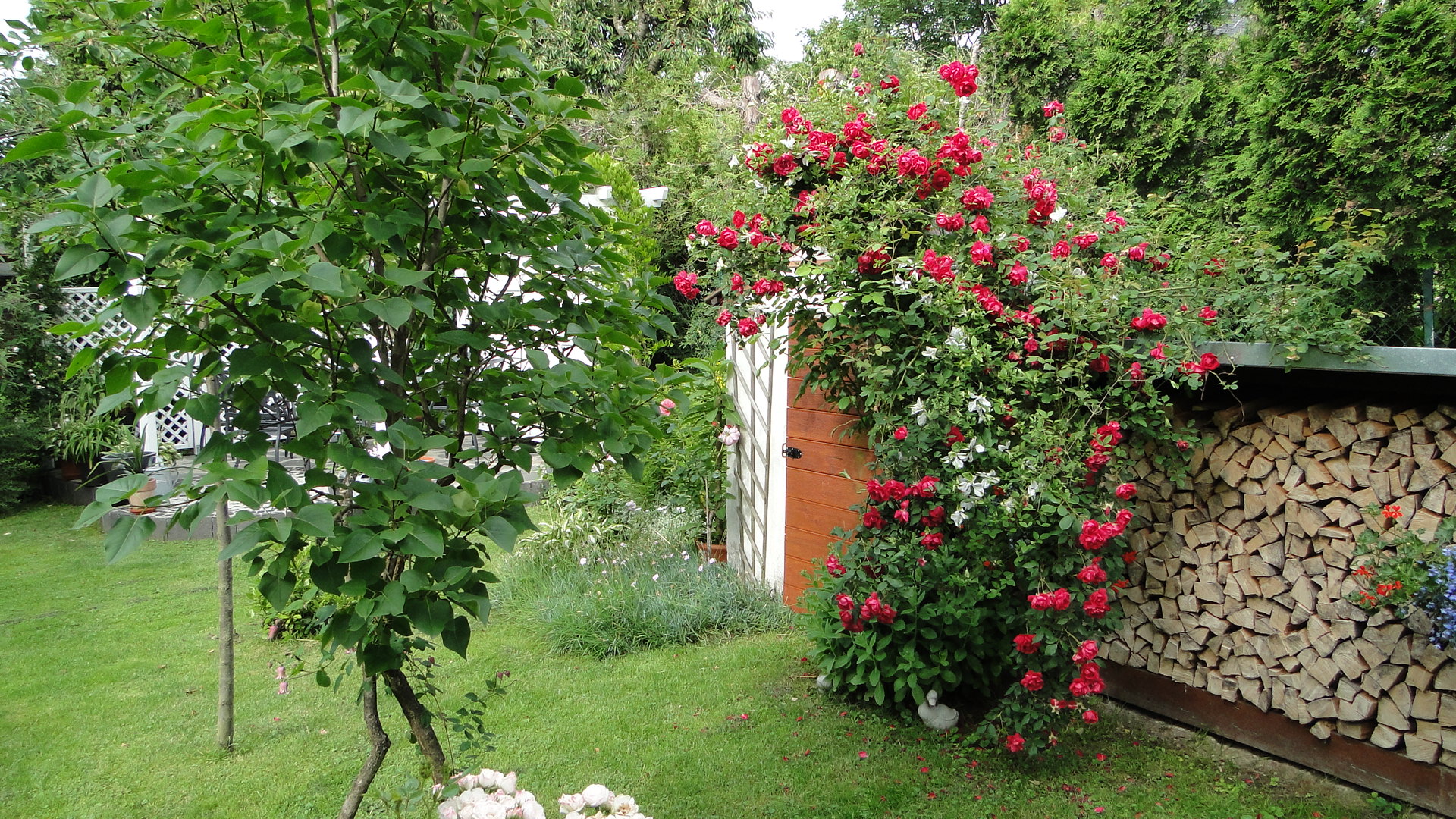 unbek. alte Rose mit C. vit. alba luxurians