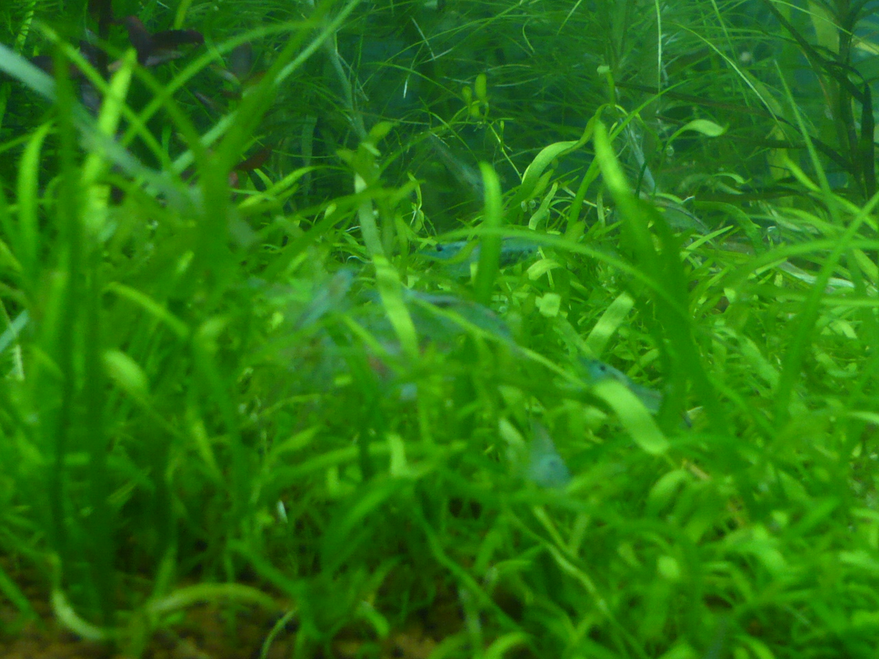 Utricularia graminifolia + Neocaridina cf zhangjiajiensis