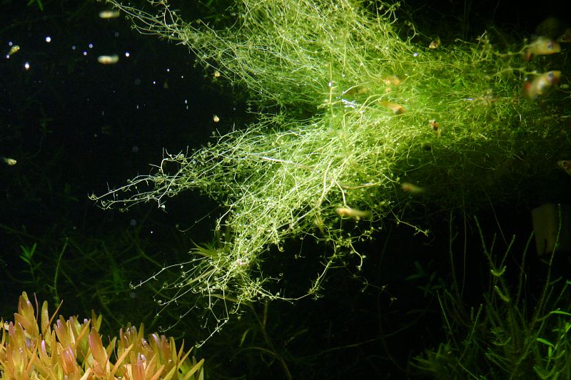 Utricularia