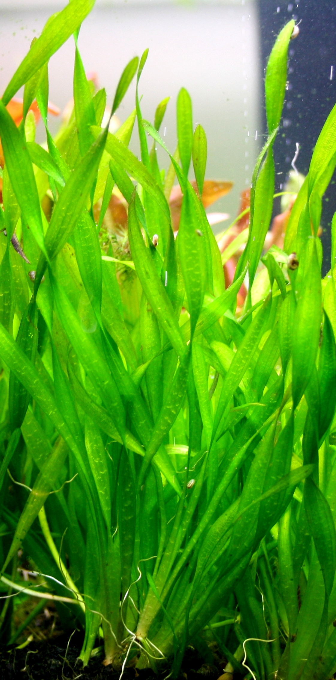 Vallisneria americana