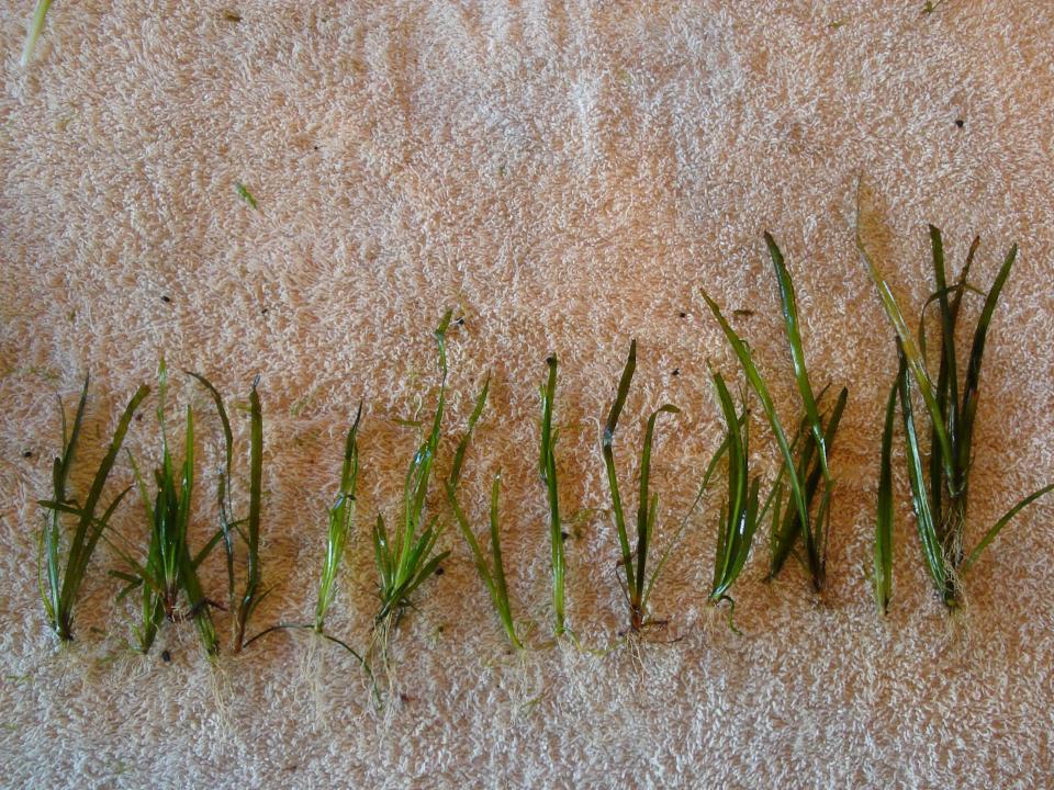 Vallisneria Nana, 10-15cm, 17st.