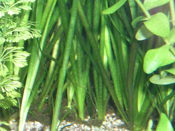 Vallisneria Spiralis