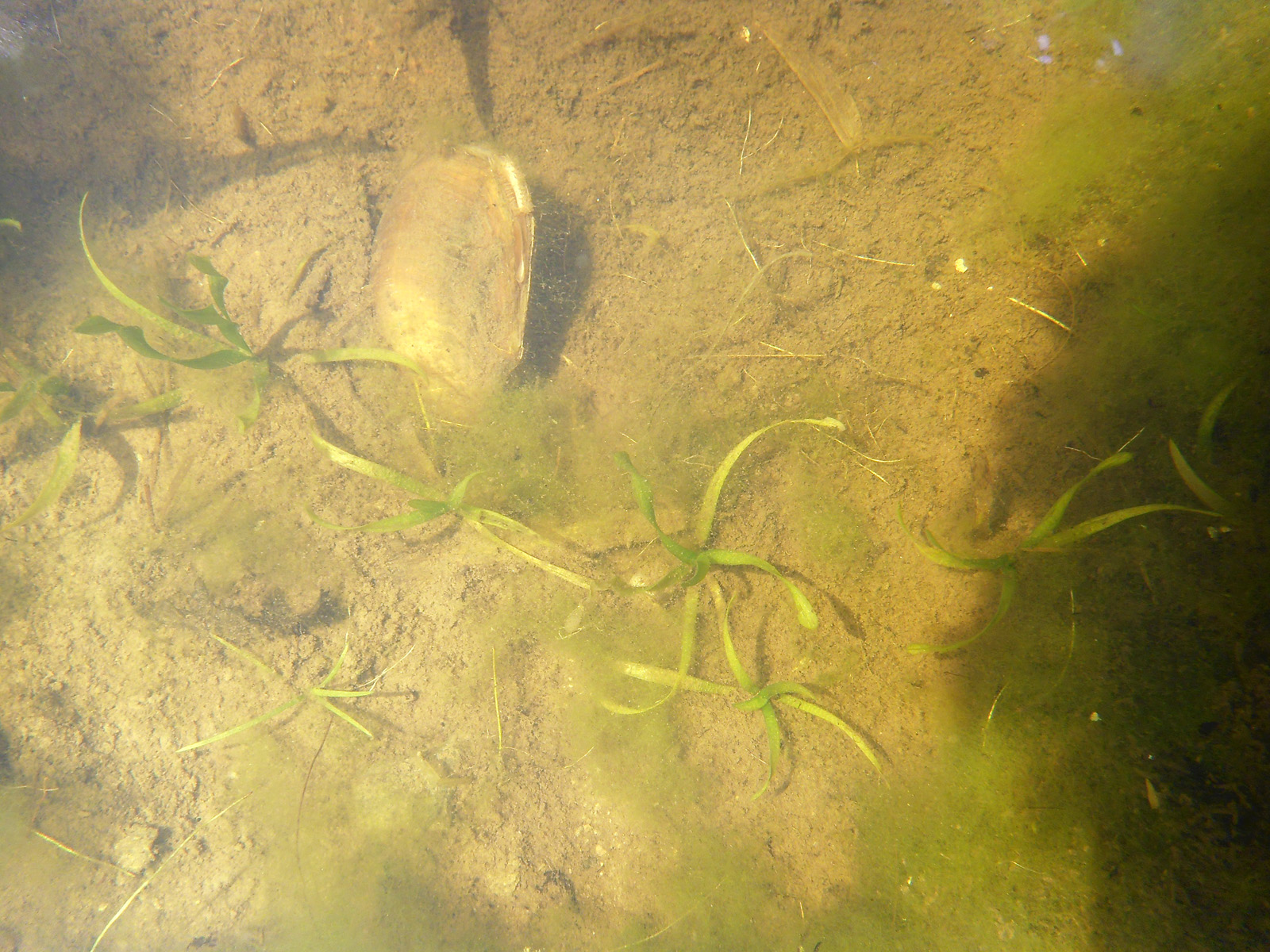 Vallisneria Teich