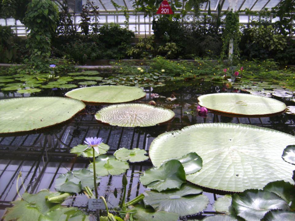 Victoria Amazonica