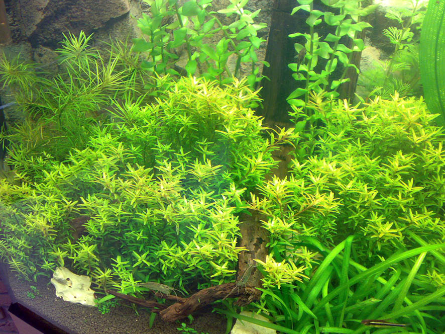 Vision rotala rot 05 2009