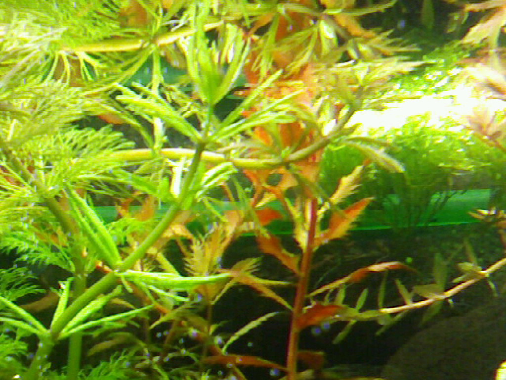 Wuchsveränderung &quot;limnophila Sessiliflora&quot;?