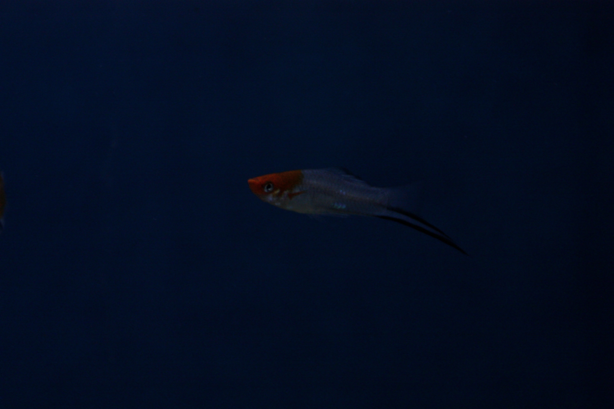 xiphophorus helleri koi 04