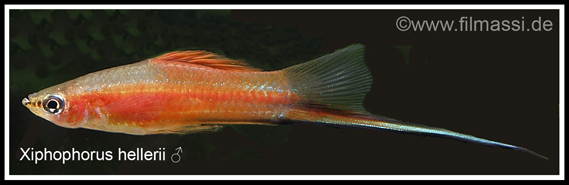 Xiphophorus Hellerii 1 Imnetz