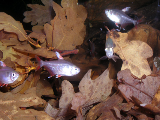 Zierfische &amp; Aquarium Messe 08